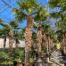 Palma konopná (Trachycarpus fortunei)  výška kmeňa: 20-30 cm, celková výška: 80-100 cm, kont. C20L (-17°C) 